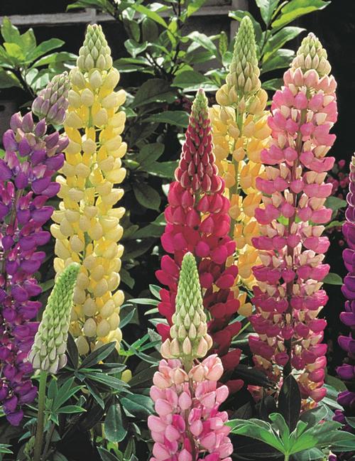 Lupinus 'Gallery Mix'