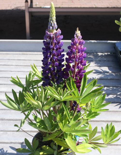 Lupinus 'Gallery Blue'