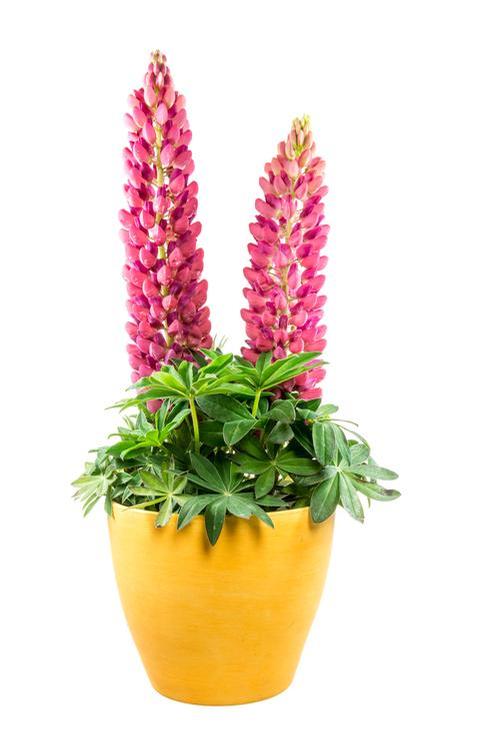 Lupinus 'Gallery Pink'