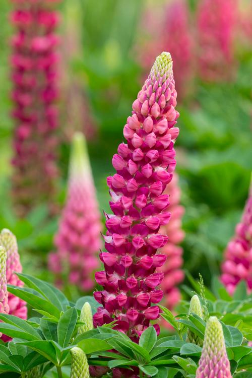 Lupinus Gallery Red