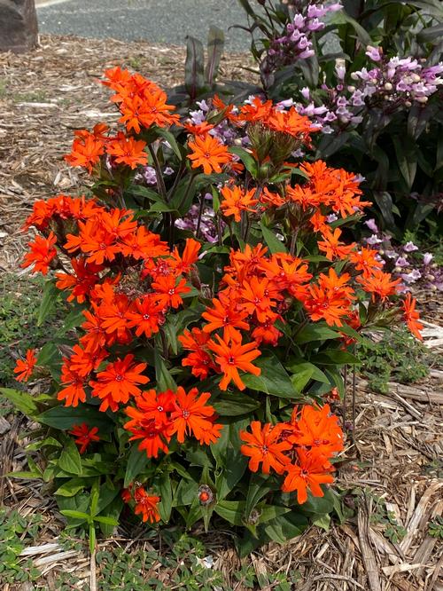 Lychnis arkwrightii 'Orange Gnome'