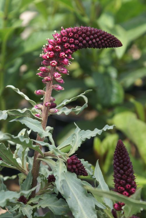 Lysimachia atropurpurea 'Beaujolais'