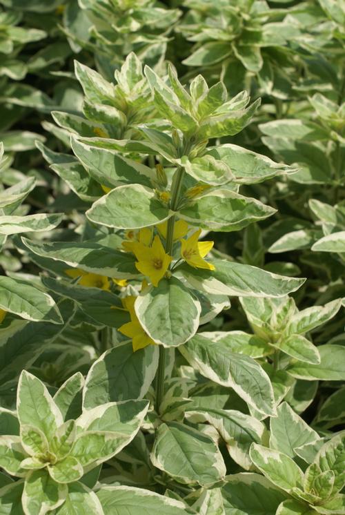 Lysimachia punctata 'Golden Alexander'