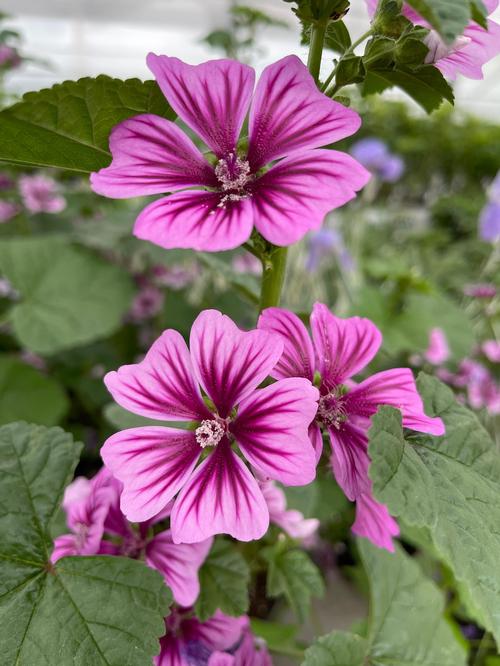 Malva sylvestris 'Zebrina'