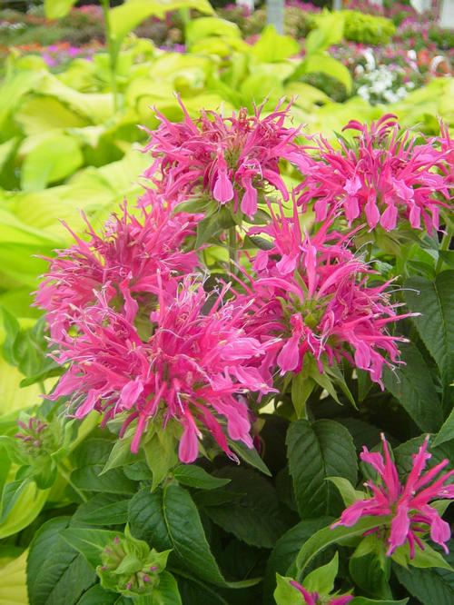 Monarda 'Coral Reef'
