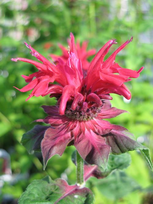 Monarda 'Fireball'