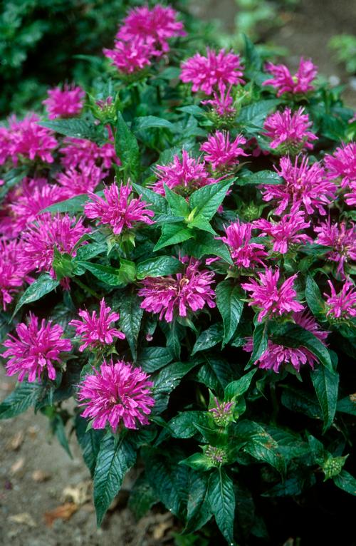 Monarda 'Grand Parade™'