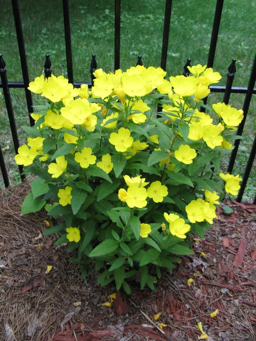 Oenothera missouriensis (macrocarpa) 