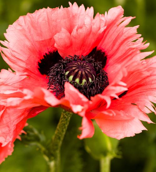 Papaver orientalis 'Turkenlouis'