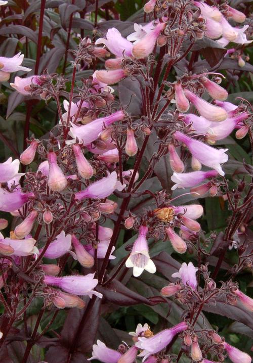 Penstemon digitalis 'Dark Towers'