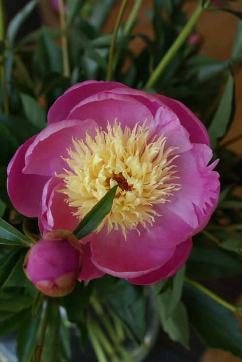 Peony 'Bowl of Beauty'
