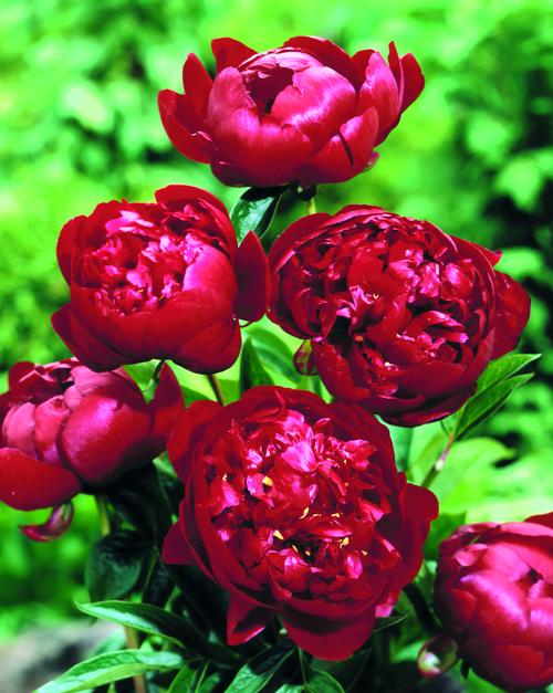 Peony 'Buckeye Belle'