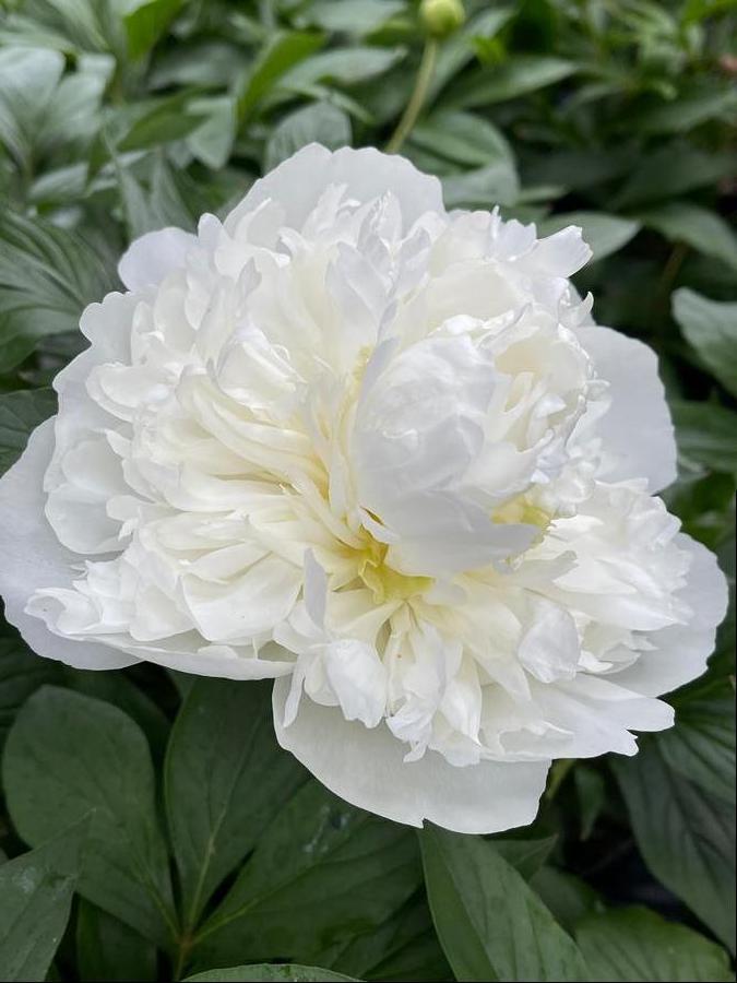 Peony 'Duchesse de Nemours'