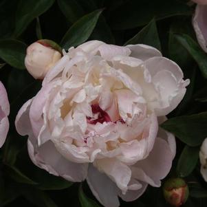 Peony 'Festiva Maxima'