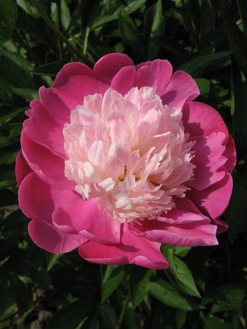 Peony 'Gay Paree'