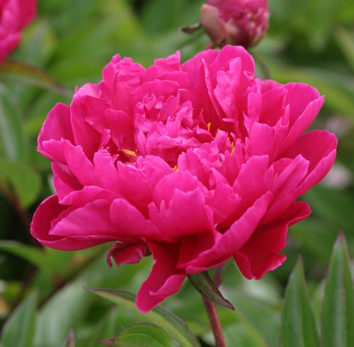 Peony 'Karl Rosenfield'