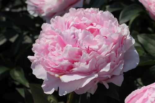 Peony 'Sarah Bernhardt'