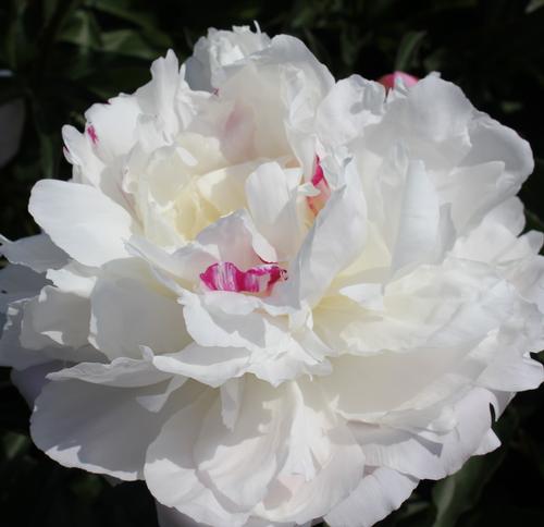 Peony 'Shirley Temple'