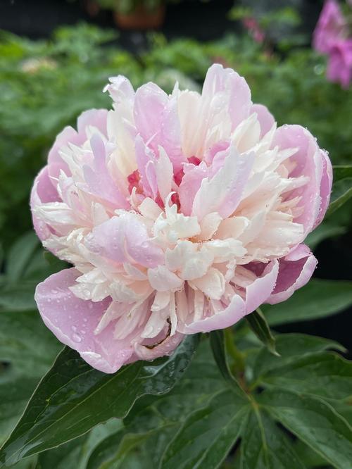 Peony 'Sorbet'