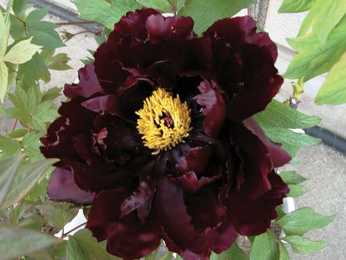Peony Tree suffruticosa 'Kaoukamon (Maroon)'