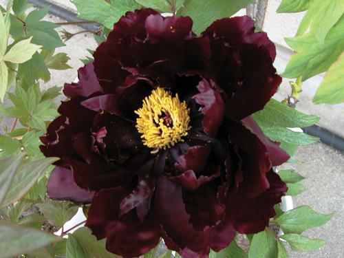 Peony Tree suffruticosa 'Koukamon (Maroon)'