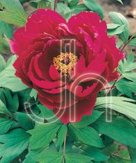 Peony Tree suffruticosa 'Houki (Red)'