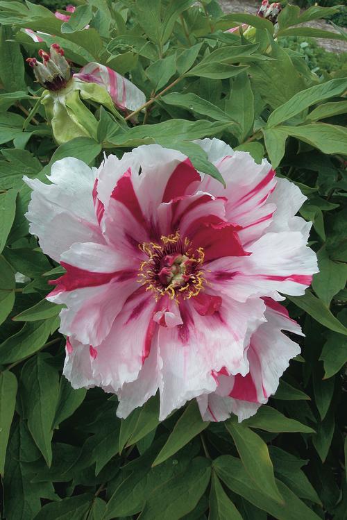 Peony Tree suffruticosa 'Shimanishiki (Red/White)'