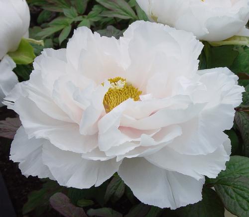 Peony Tree suffruticosa 'Renkaku (White)'