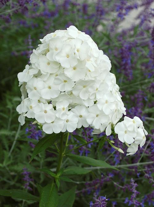 Phlox Tall Garden paniculata 'David'