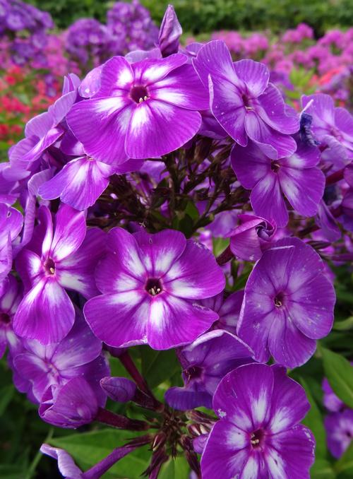 Phlox Tall Garden paniculata 'Laura'