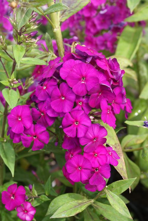 Phlox Tall Garden paniculata 'Nicky'