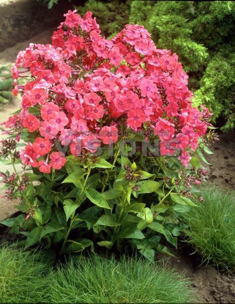 Phlox Tall Garden paniculata 'Orange Perfection'