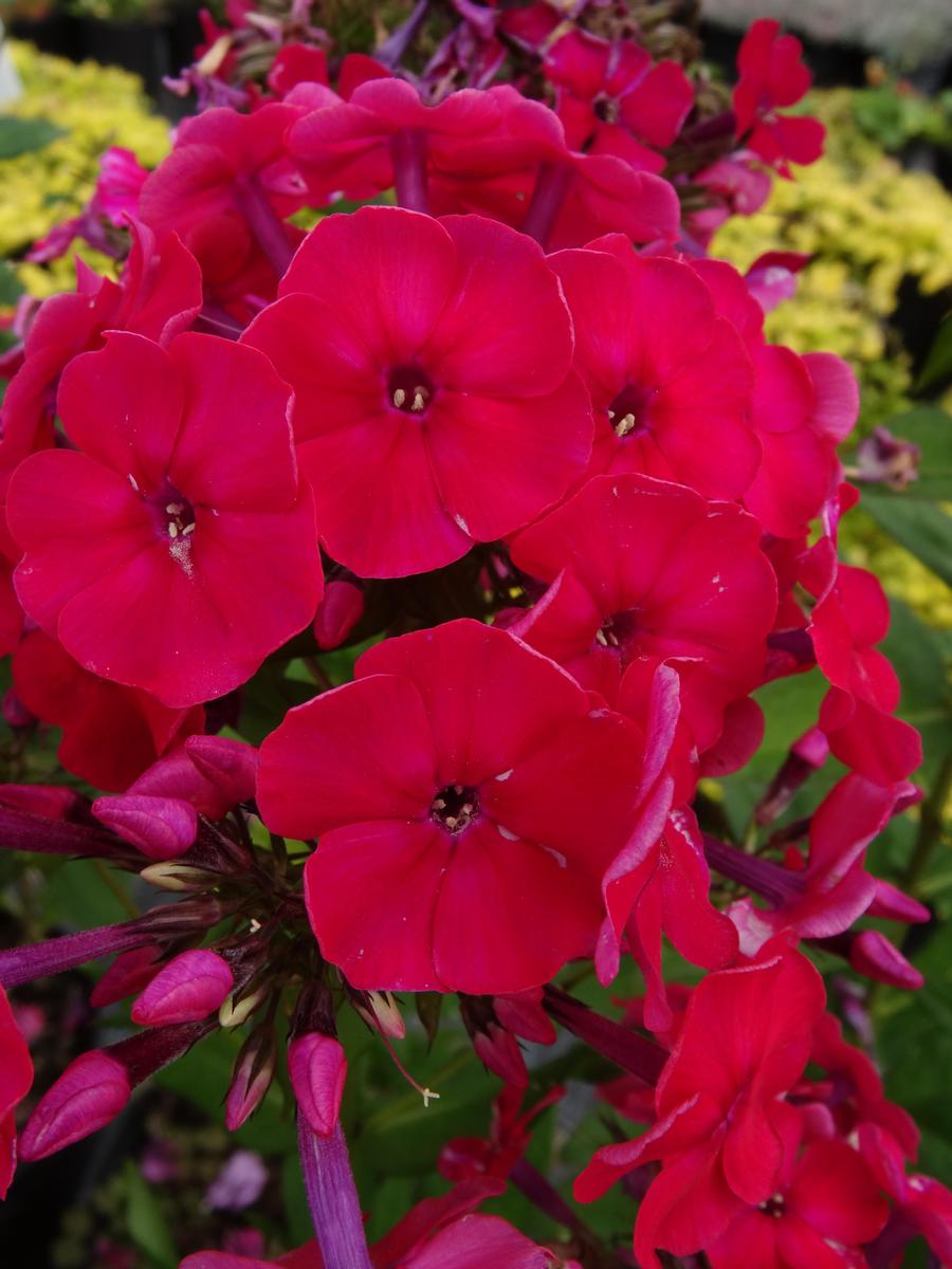 Phlox Medium Garden paniculata 'Red Riding Hood'