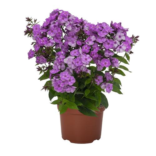 Phlox Dwarf Garden paniculata 'Flame® Purple'