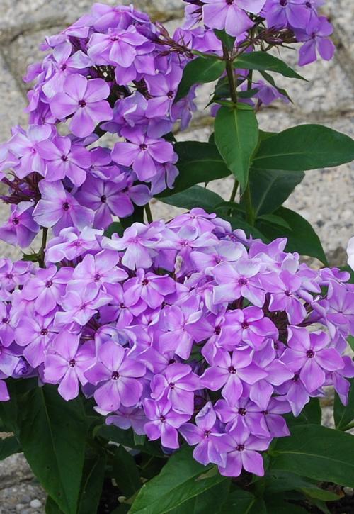 Phlox Dwarf Garden paniculata 'Flame® Purple'