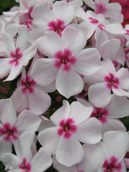 Phlox Dwarf Garden paniculata 'Flame® White Eye'