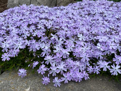 Phlox subulata 'Emerald Blue'