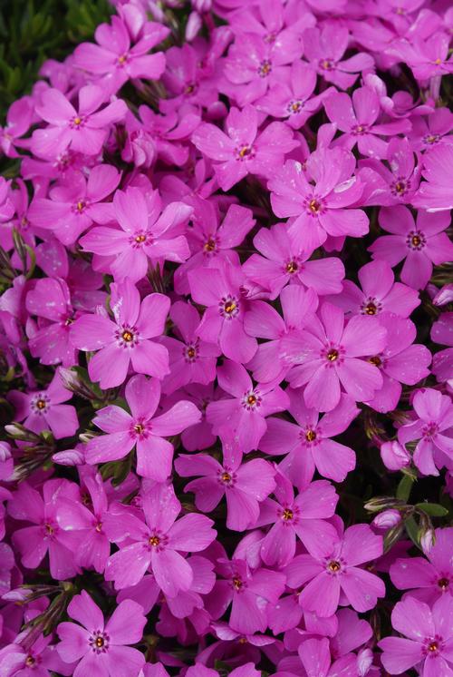 Phlox subulata 'Emerald Pink'