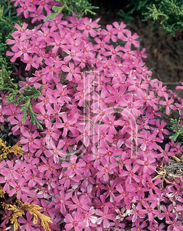 Phlox subulata 'Red Wing'