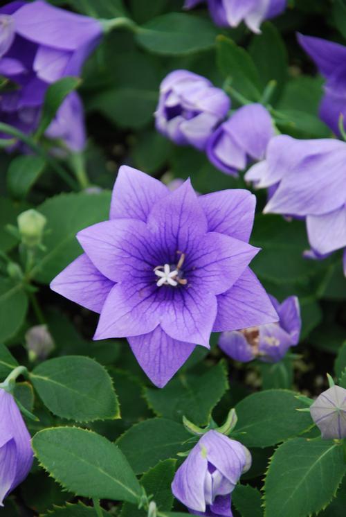 Platycodon grandiflorus 'Astra Semi-Double Blue'