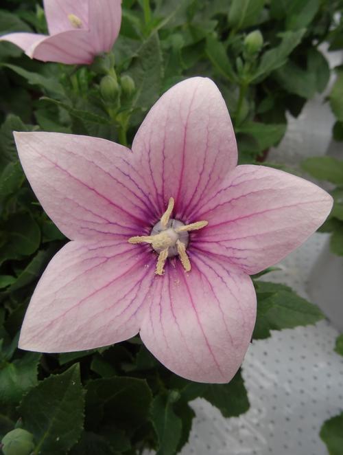 Platycodon grandiflorus 'Astra Pink'