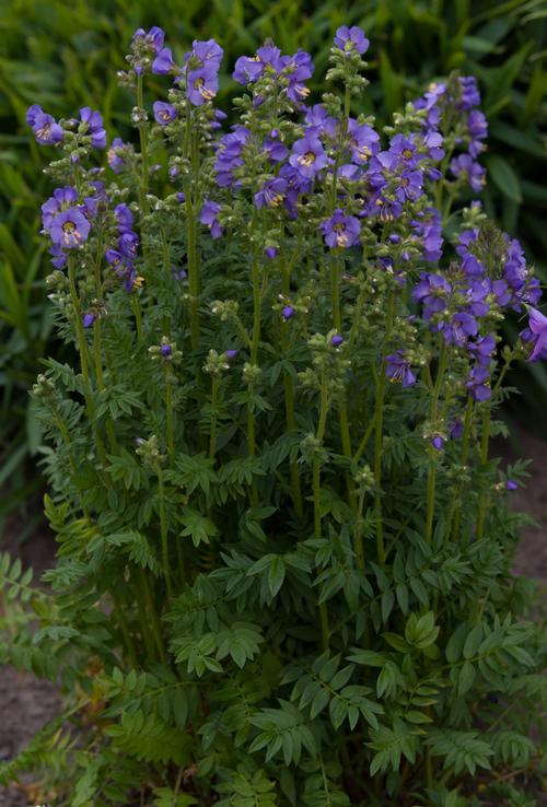 Polemonium boreale 'Heavenly Habit'