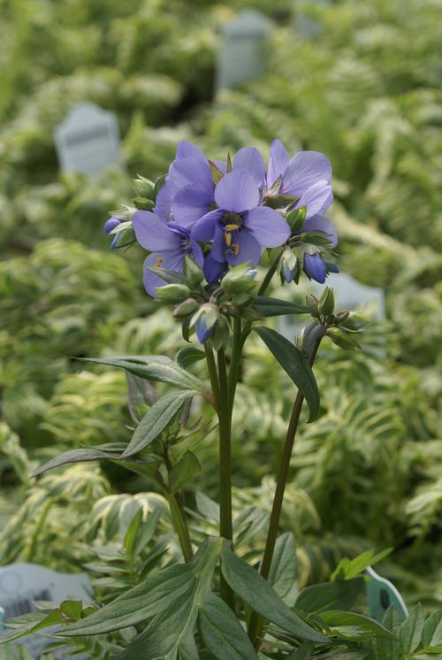 Polemonium 'Bressingham Purple'