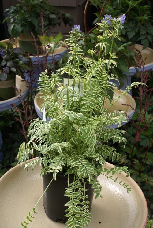 Polemonium caeruleum 'Brise d'Anjou'