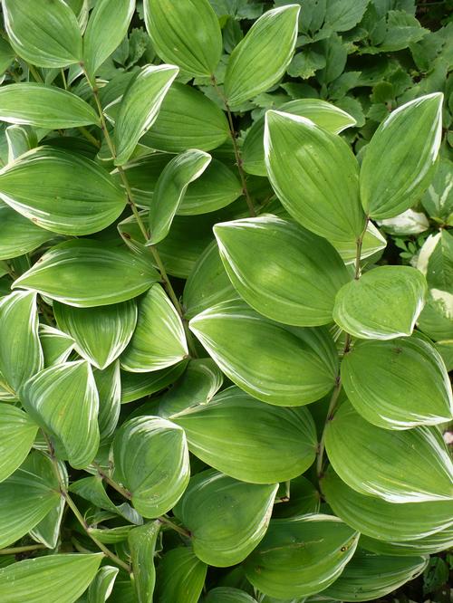 Polygonatum odoratum 'Variegatum'