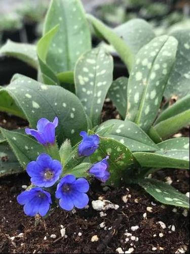 Pulmonaria 'Little Star'