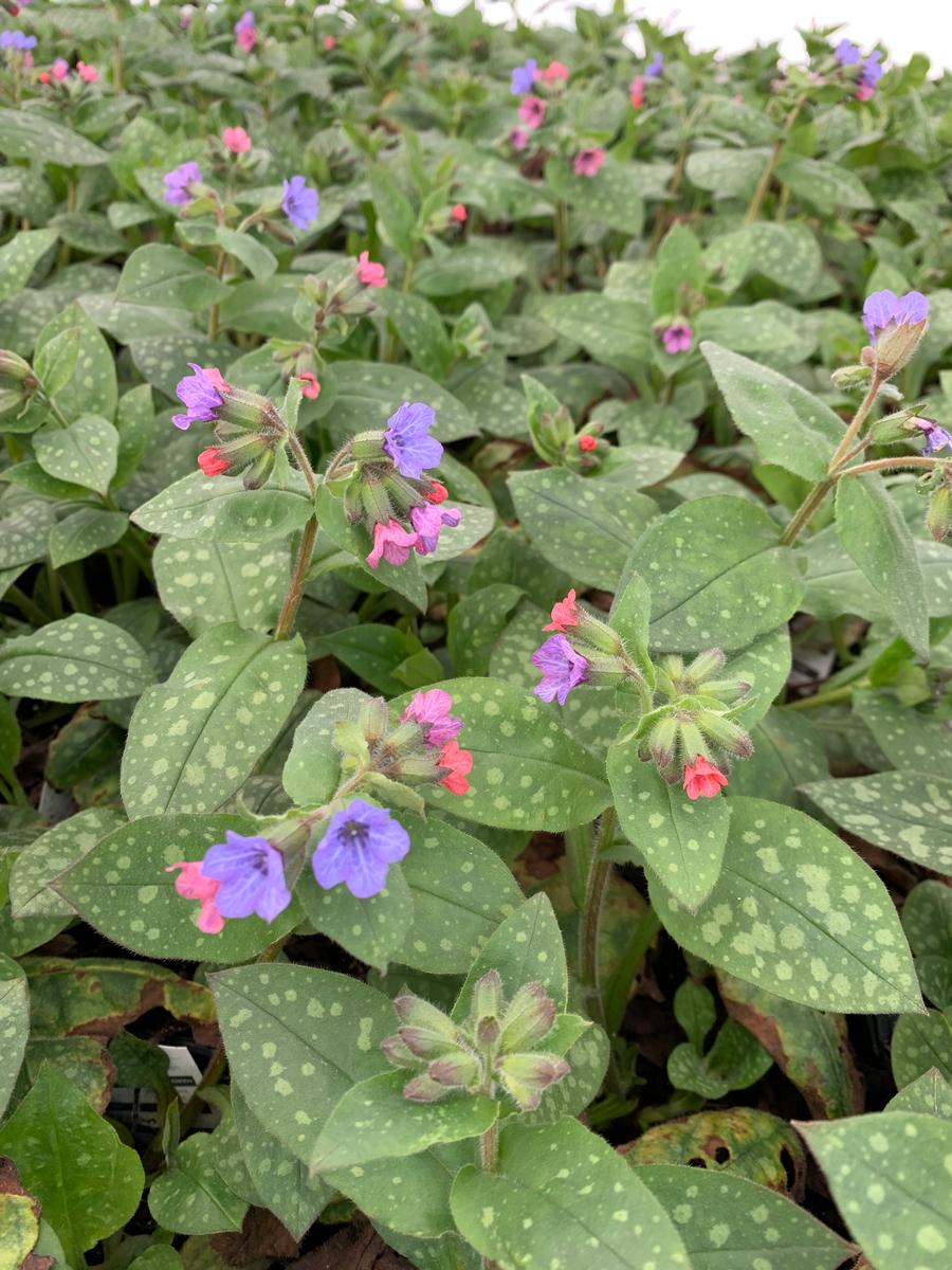 Pulmonaria 'Mrs. Moon'