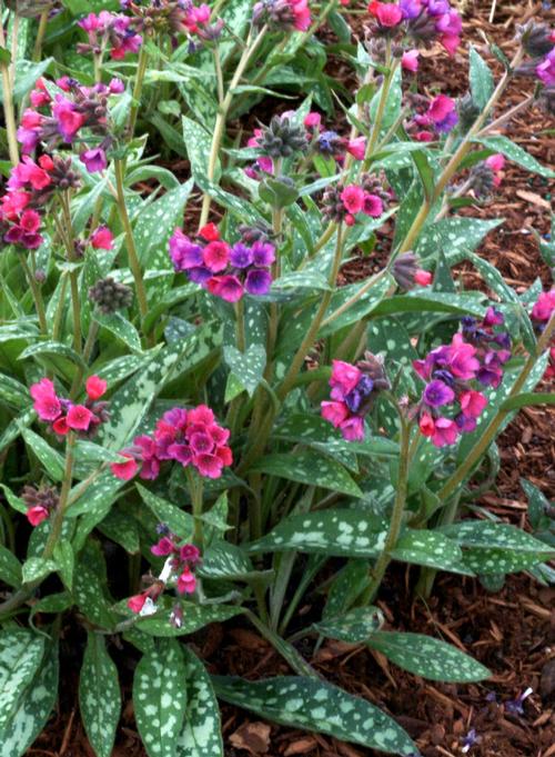 Pulmonaria 'Raspberry Splash'