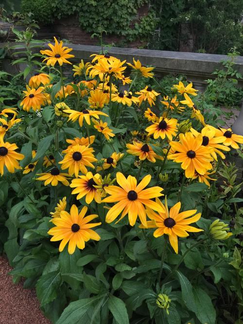 Rudbeckia hirta 'Indian Summer'