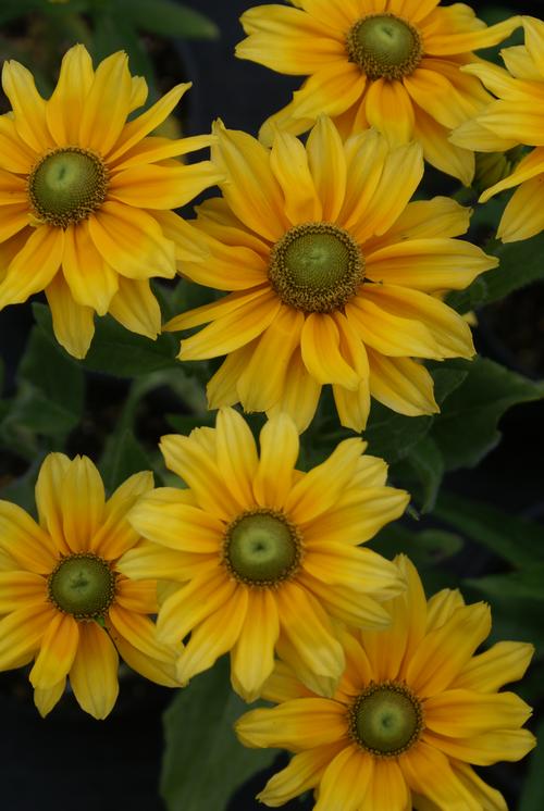 Rudbeckia hirta 'Prairie Sun'